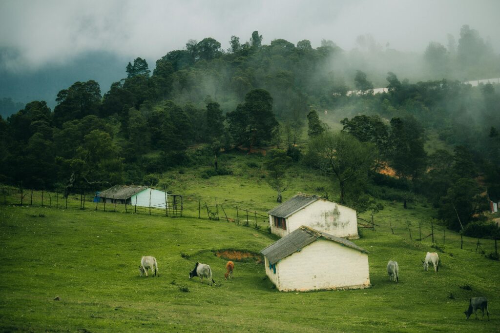 Serene rural landscape featuring cows grazing near simple farmhouses amidst lush greenery and mist.
