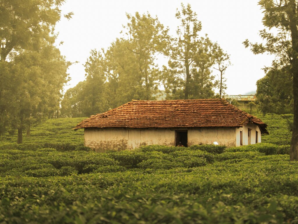 Rustic house surrounded by lush tea fields in Nelliampathi, Kerala, India.